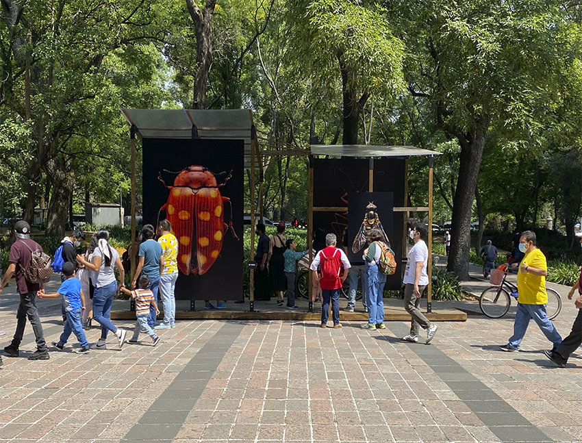 Microsculpture | Los Insectos Gigantes Llegaron a Chapultepec