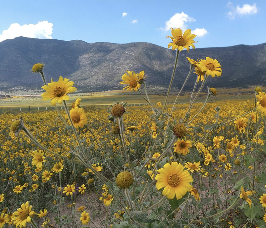 El Otoño en el Altiplano Mexicano | Una Transformación Fascinante