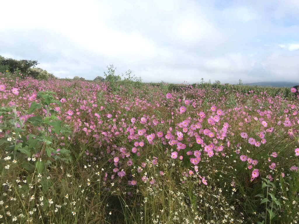 El Otoño en el Altiplano Mexicano | Una Transformación Fascinante