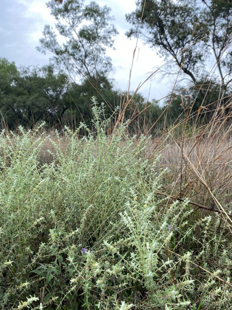 El Otoño en el Altiplano Mexicano | Una Transformación Fascinante