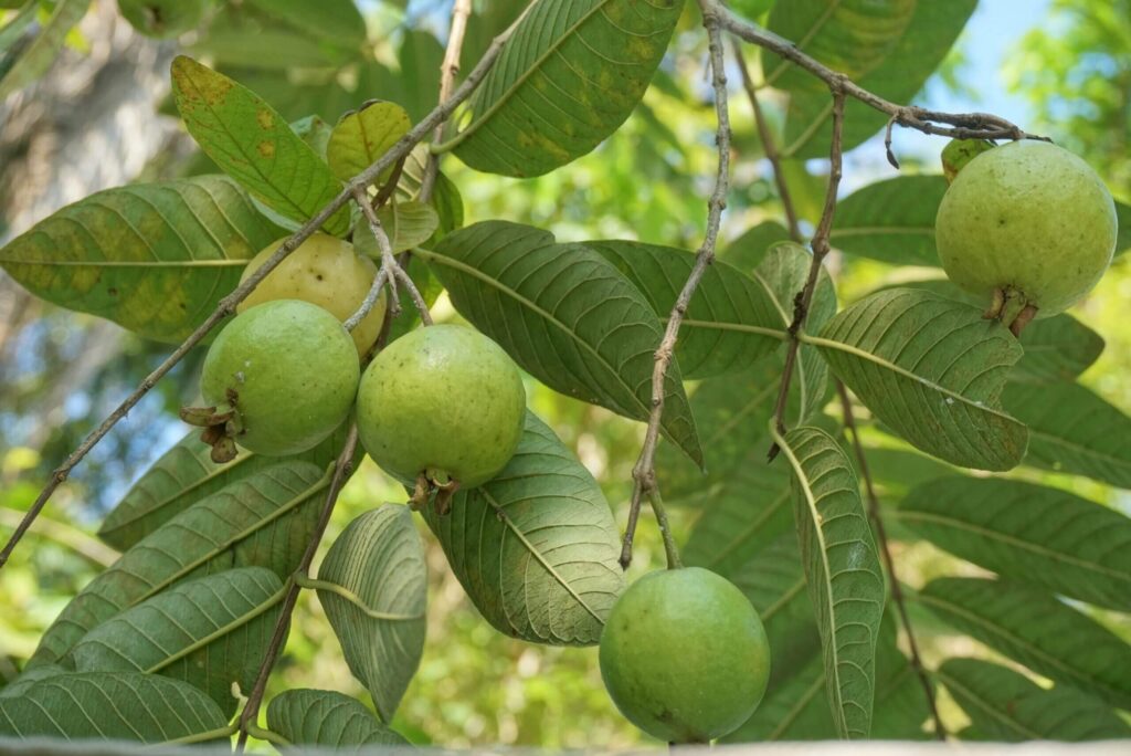 Cultivando un futuro sostenible: La importancia de plantar árboles nativos en Zonas Áridas