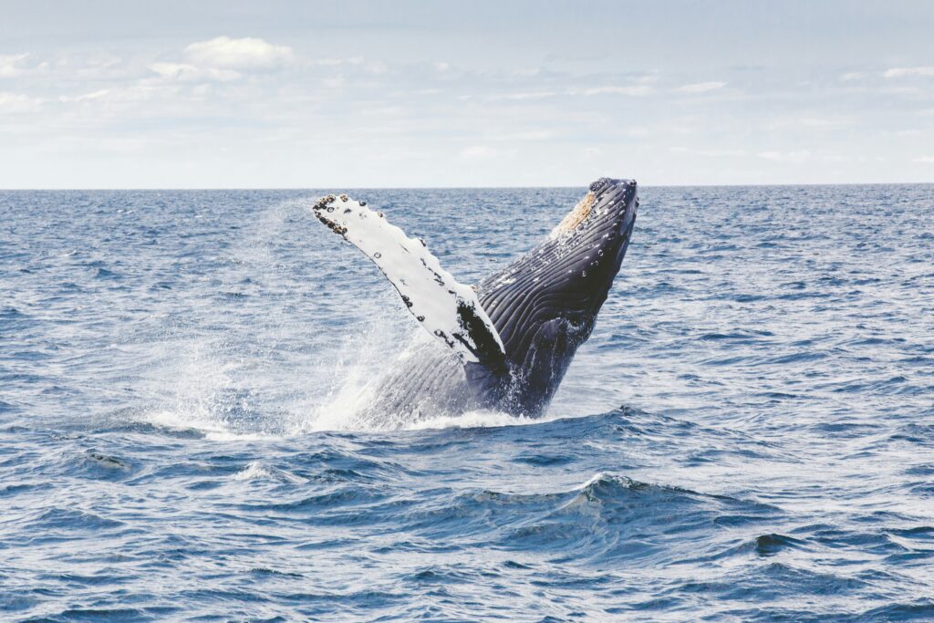 Vihára Puerto Vallarta I Vive el avistamiento de ballenas